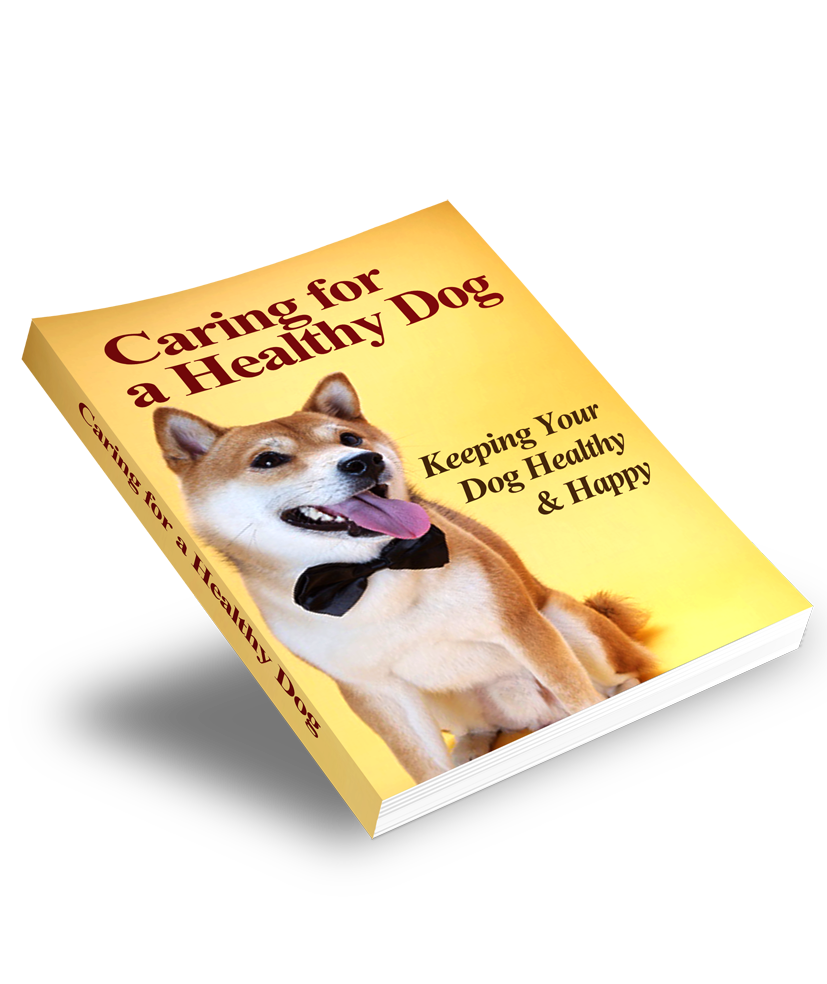 Caring For A Healthy Dog